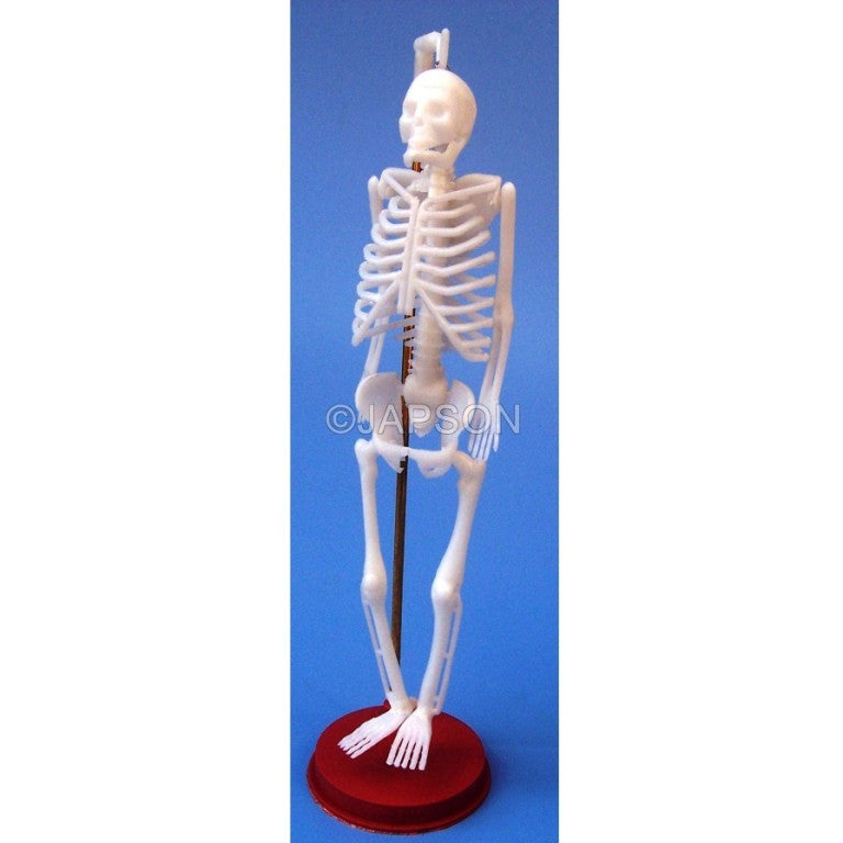 Human Skeleton Model, Small, Plastic Human Skeleton Model, Small, Plastic